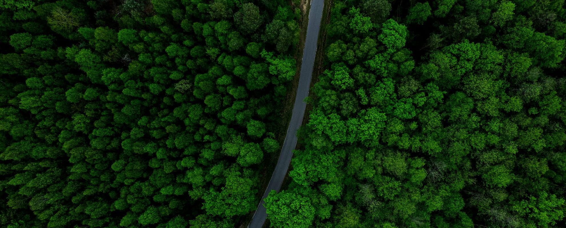 tesilab strada forestale